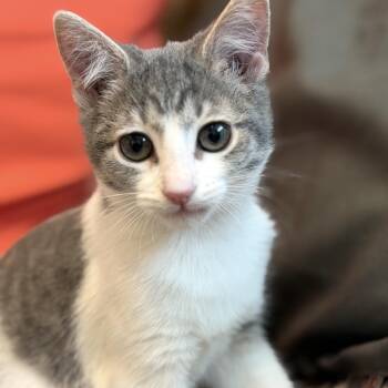 Buoy -  Domestic Short Hair Cat for Adoption in Oswego, Illinois - Buoy | PetCurious