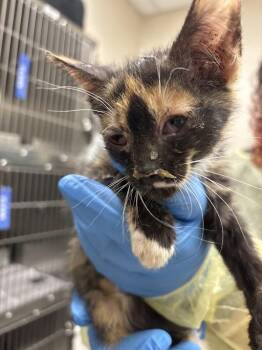 Domestic Short Hair Cats Available for Adoption in Las Vegas, Nevada - STIR FRY | PetCurious