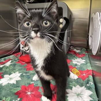 Booboo -  Domestic Short Hair Cat for Adoption in Keizer, Oregon - Booboo | PetCurious