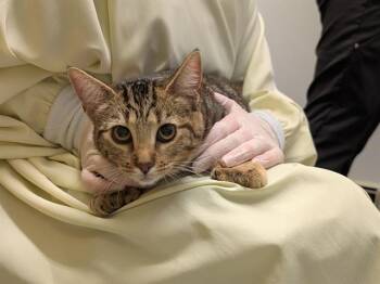 MISS PAWS -  Domestic Short Hair Cat for Adoption in Kent, Washington - MISS PAWS | PetCurious