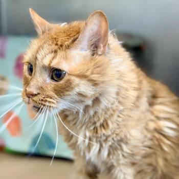 Chester -  Domestic Medium Hair Cat for Adoption in Jackson Township, New Jersey - Chester | PetCurious