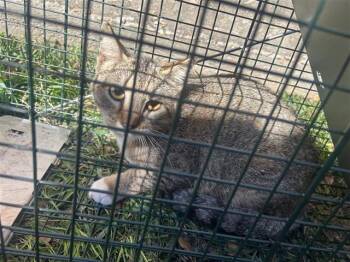 Domestic Short Hair Cats Available for Adoption - A651277 | PetCurious