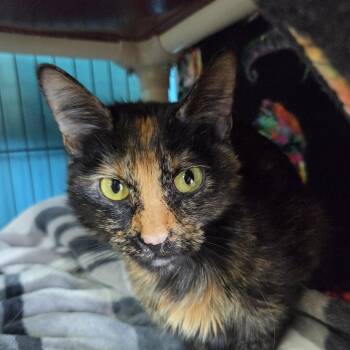 Jojo -  Domestic Short Hair Cat for Adoption in Brookings, South Dakota - Jojo | PetCurious