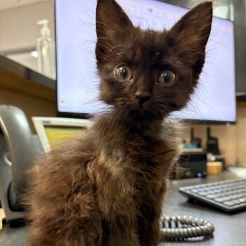 Daenerys -  Domestic Medium Hair Cat for Adoption in Leander, Texas - Daenerys | PetCurious