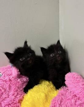 Finch -  Cymric and Domestic Short Hair Cat for Adoption in Picayune, Mississippi - Finch | PetCurious