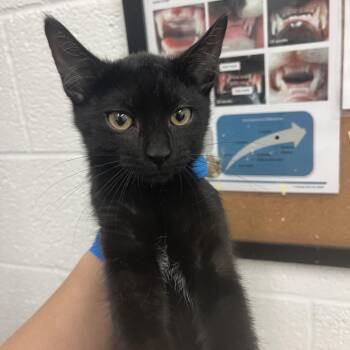 Domestic Short Hair Cats Available for Adoption in Edinburg, Texas - Velma | PetCurious