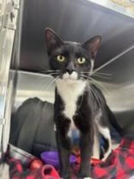 Gregory -  Domestic Short Hair Cat Available for Adoption in Manitowoc, Wisconsin - Gregory | PetCurious