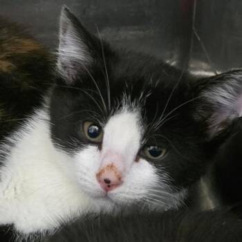 Jackson -  Domestic Short Hair Cat for Adoption in Idaho Falls, Idaho - Jackson | PetCurious
