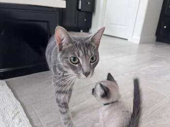 ALPHA MELLOW -  Domestic Short Hair Cat Available for Adoption in Camarillo, California - ALPHA MELLOW | PetCurious