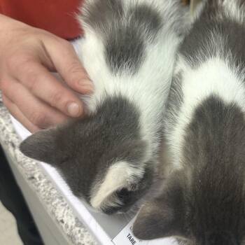 Six -  Domestic Short Hair Cat for Adoption in Branson, Missouri - Six | PetCurious