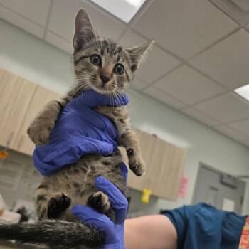 Gold -  Domestic Short Hair Cat for Adoption in Chattanooga, Tennessee - Gold | PetCurious