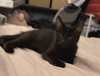 Chace -  Domestic Long Hair and Maine Coon Cat for Adoption in Morgan Hill, California - Chace | PetCurious