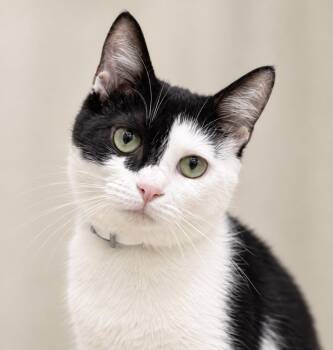 Willow -  Domestic Short Hair Cat for Adoption in Pawleys Island, South Carolina - Willow | PetCurious