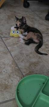 Moxie -  Domestic Short Hair Cat for Adoption in San Antonio, Texas - Moxie | PetCurious
