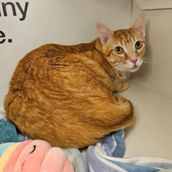 Domestic Short Hair Cats Available for Adoption in Los Angeles, California - Kirby | PetCurious