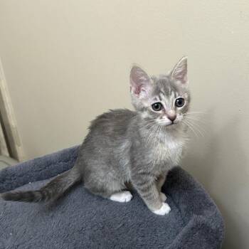 Domestic Short Hair Cats Available for Adoption in Evanston, Illinois - East | PetCurious