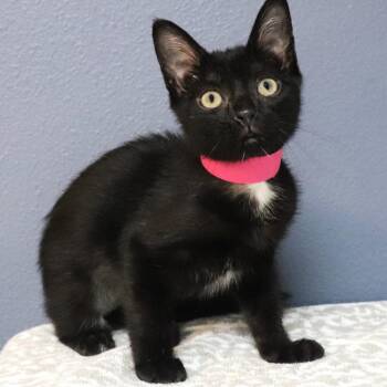 Monarch -  Domestic Short Hair Cat for Adoption in Lakeland, Florida - Monarch | PetCurious