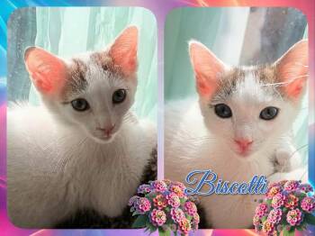 BISCOTTI -  Domestic Short Hair Cat for Adoption in Corinth, New York - BISCOTTI | PetCurious