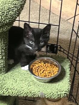 Leo -  Domestic Short Hair Cat for Adoption in Orlando, Florida - Leo | PetCurious