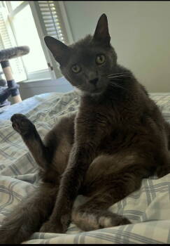 Rescue Russian Blue and Domestic Short Hair Cats for Adoption in Atlanta, Georgia - Mac - Russian Blue - House Boss Kitty! | PetCurious