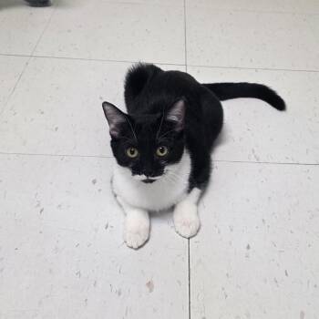 Piper -  Domestic Short Hair Cat for Adoption in Midland, Texas - Piper | PetCurious
