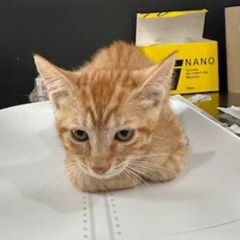 Johnnycake -  American Shorthair Cat for Adoption in Livingston, Texas - Johnnycake | PetCurious