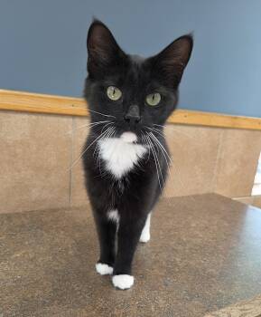 Rescue Domestic Short Hair Cats for Adoption in Park Rapids, Minnesota - Phantom | PetCurious