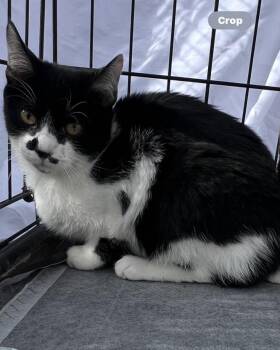 Rescue Domestic Short Hair Cats for Adoption in Price, Utah - Rizz | PetCurious