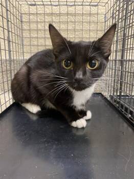 IRIS -  Domestic Short Hair Cat for Adoption in Fort Myers, Florida - IRIS | PetCurious