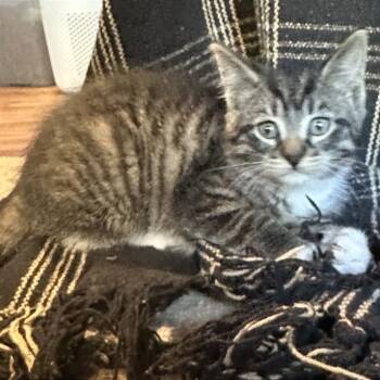 Lucille -  Domestic Short Hair Cat for Adoption in Traverse City, Michigan - Lucille | PetCurious