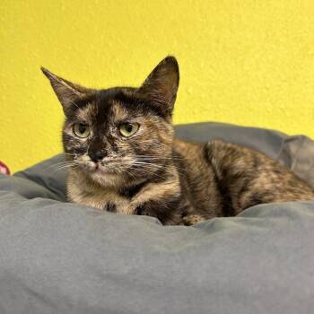 Domestic Short Hair Cats Available for Adoption in Fresno, California - Purrcilla | PetCurious