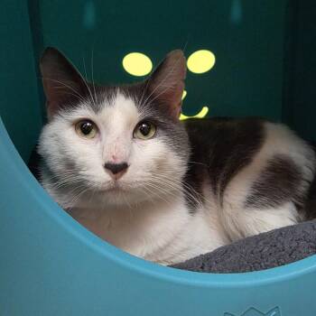 Goose -  Domestic Short Hair Cat for Adoption in Oshkosh, Wisconsin - Goose | PetCurious