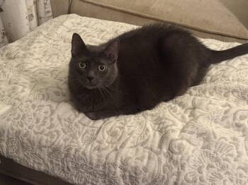 Russian Blue Cats Available for Adoption in Fenton, Missouri - Ray | PetCurious