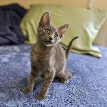 Rescue Domestic Short Hair Cats for Adoption in Fort Worth, Texas - Wobbles | PetCurious