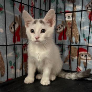 Wallen -  Domestic Short Hair Cat for Adoption in Indianapolis, Indiana - Wallen | PetCurious