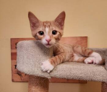 Twink -  Domestic Short Hair Cat for Adoption in Mansfield, Texas - Twink | PetCurious