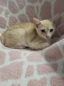 Axle -  Domestic Short Hair Cat for Adoption in Covington, Louisiana - Axle | PetCurious