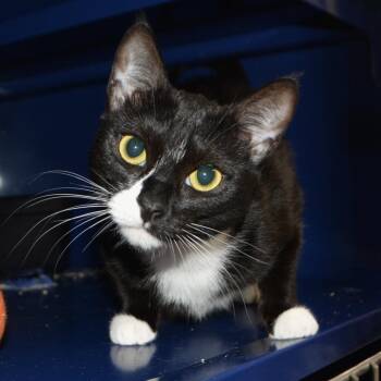 Domestic Short Hair Cats Available for Adoption in Los Angeles, California - Tammy | PetCurious