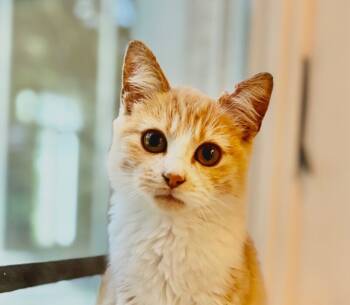 Rescue Domestic Short Hair Cats for Adoption - Romeo | PetCurious