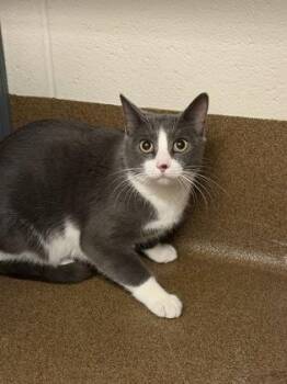 Domestic Short Hair Cats Available for Adoption - Poppy | PetCurious