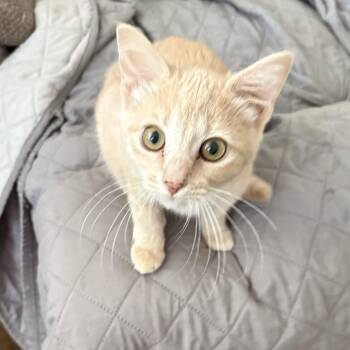 Adoption Event Sep 20th Petsmart Wayne 12pm -  Siamese Cat for Adoption in North Arlington, New Jersey - Adoption Event Sep 20th Petsmart Wayne 12pm | PetCurious