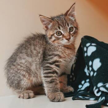 Ricky Goldsworth -  Domestic Short Hair Cat for Adoption in Hays, Kansas - Ricky Goldsworth | PetCurious