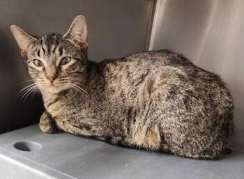 Rescue Domestic Short Hair Cats for Adoption in Butte, Montana - Alice | PetCurious