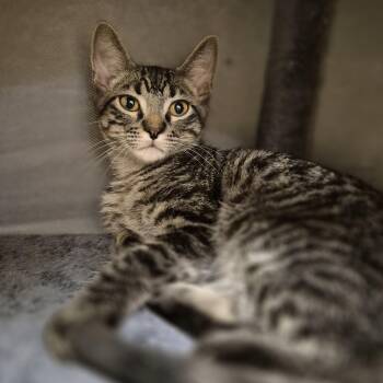 Domestic Short Hair Cats Available for Adoption in Schertz, Texas - Carl | PetCurious