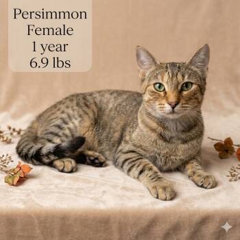 Persimmon - Sweet and affectionate -  Domestic Short Hair Cat for Adoption in Muskego, Wisconsin - Persimmon - Sweet And Affectionate | PetCurious