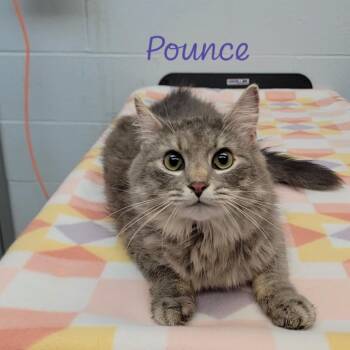 Domestic Long Hair Cats Available for Adoption in Parkersburg, West Virginia - Pounce | PetCurious