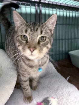 Domestic Short Hair Cats Available for Adoption - Clyde 