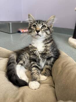 Blueberry -  Domestic Short Hair Cat for Adoption in Trenton, Maine - Blueberry | PetCurious