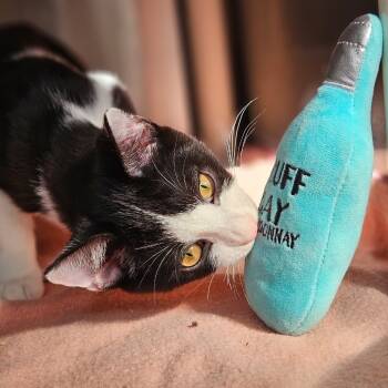 Rescue Domestic Short Hair Cats for Adoption in Walden, New York - Neptune | PetCurious