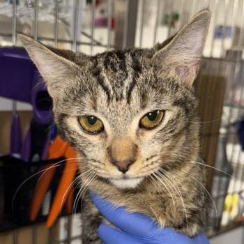 Jiggle Puff -  Domestic Short Hair Cat for Adoption in New York, New York - Jiggle Puff | PetCurious